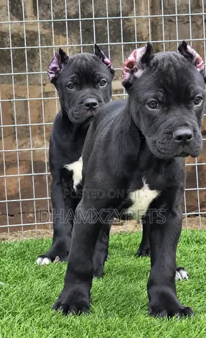 1-3 months Female Purebred Cane Corso
