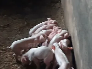 Jibsolad Farm