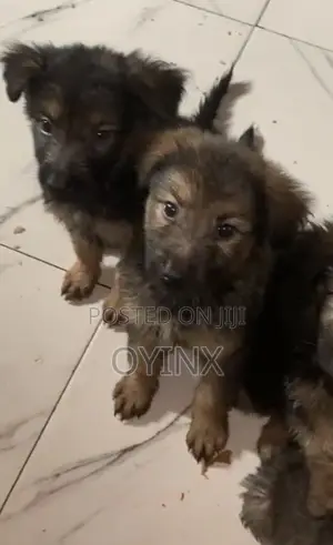 1-3 months Female Purebred German Shepherd