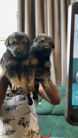 1-3 months Female Purebred German Shepherd