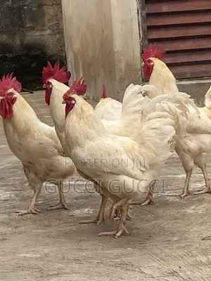 Live Chicken