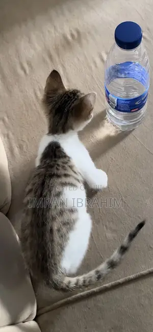 1-3 months Female Mixed Breed American Shorthair
