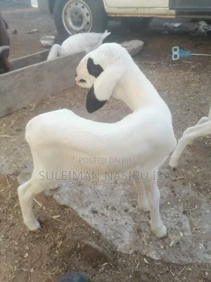 5 Months Old Balami Female Lamb