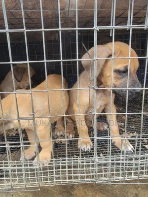 1-3 months Female Purebred Boerboel