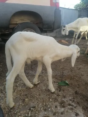 5 Months Old Balami Male Lamb