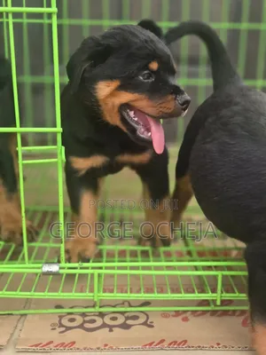 1-3 months Female Purebred Rottweiler