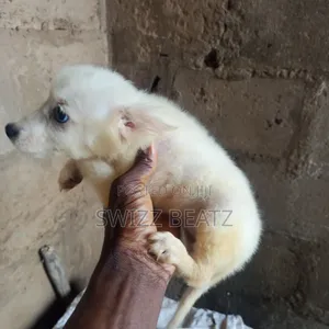 1-3 months Male Purebred American Eskimo