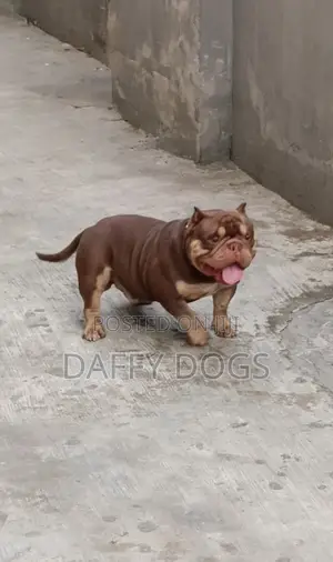 1+ year Male Purebred American Bully
