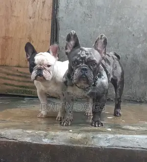 1+ year Male Purebred French Bulldog