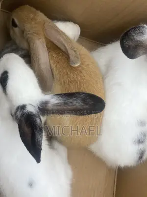 Good Rabbit