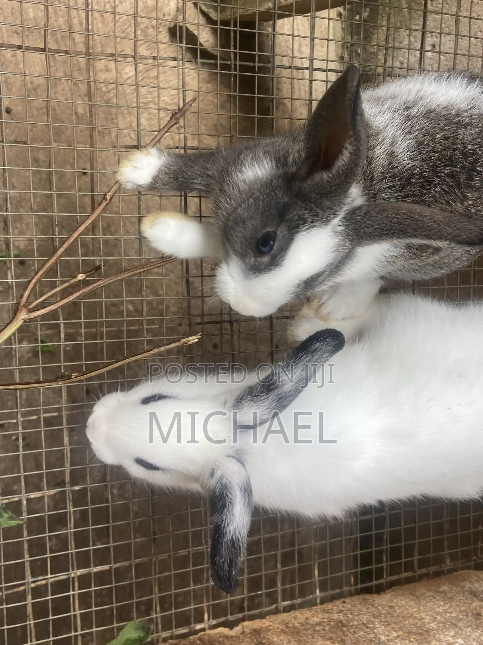 Good Rabbit