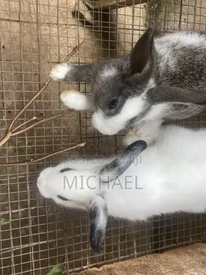 Good Rabbit