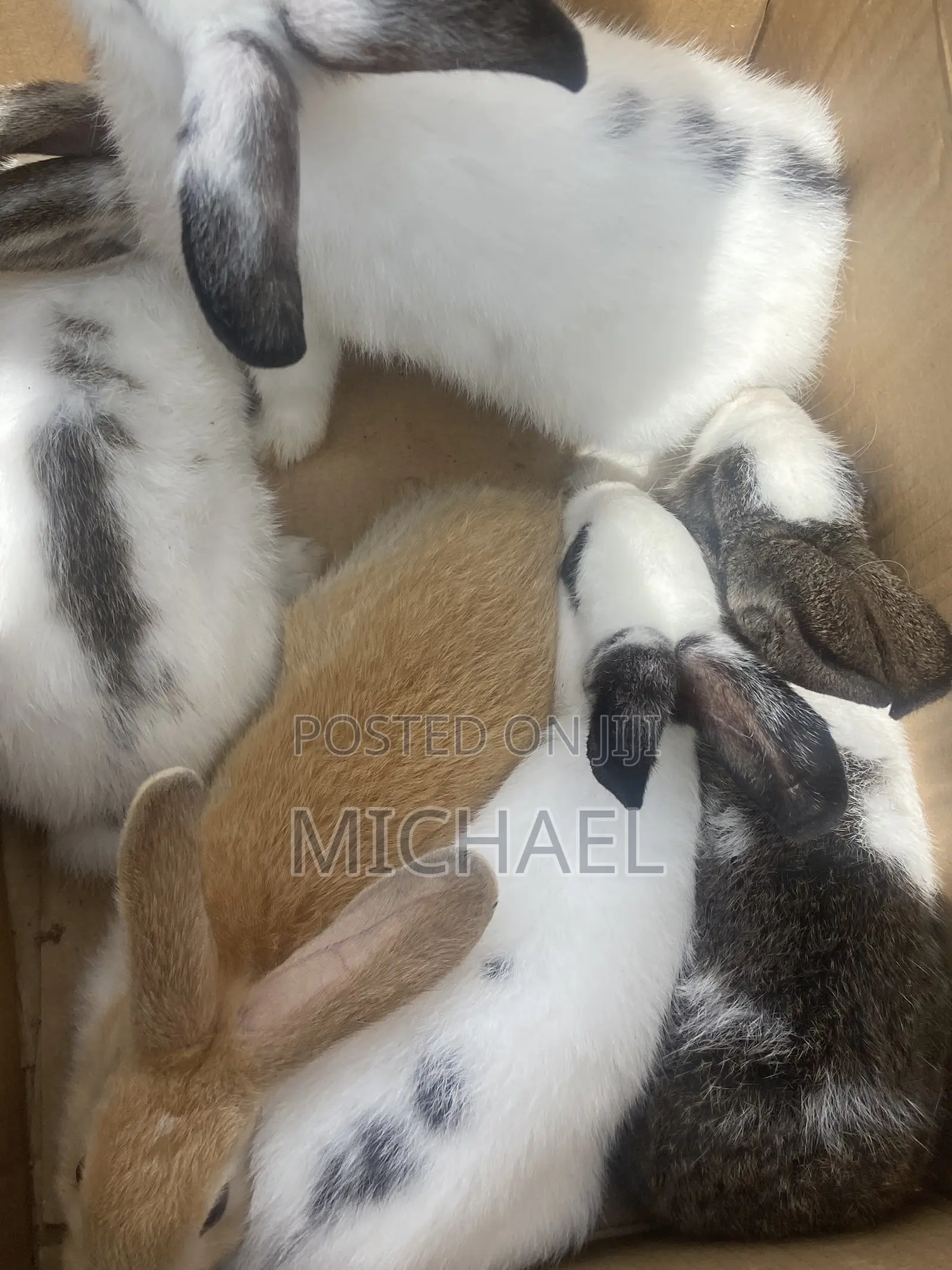 Good Rabbit