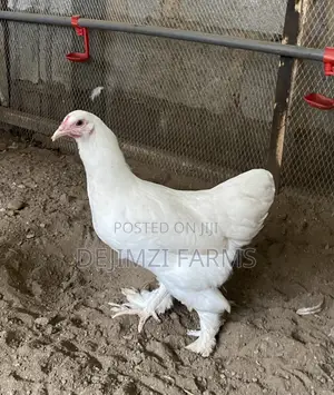 Local Brahma Point of Lay