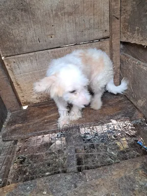 6-12 months Male Purebred Lhasa Apso
