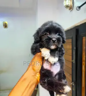 1-3 months Female Purebred Lhasa Apso