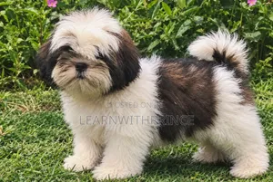 1-3 months Male Purebred Shih Tzu