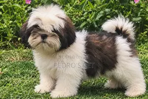 1-3 months Male Purebred Shih Tzu