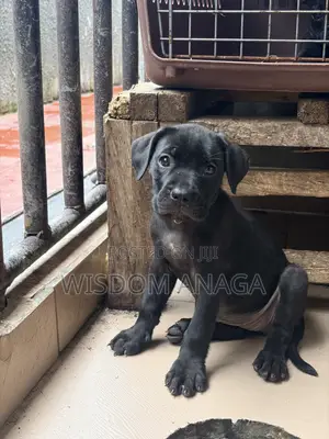 1-3 months Female Purebred Cane Corso