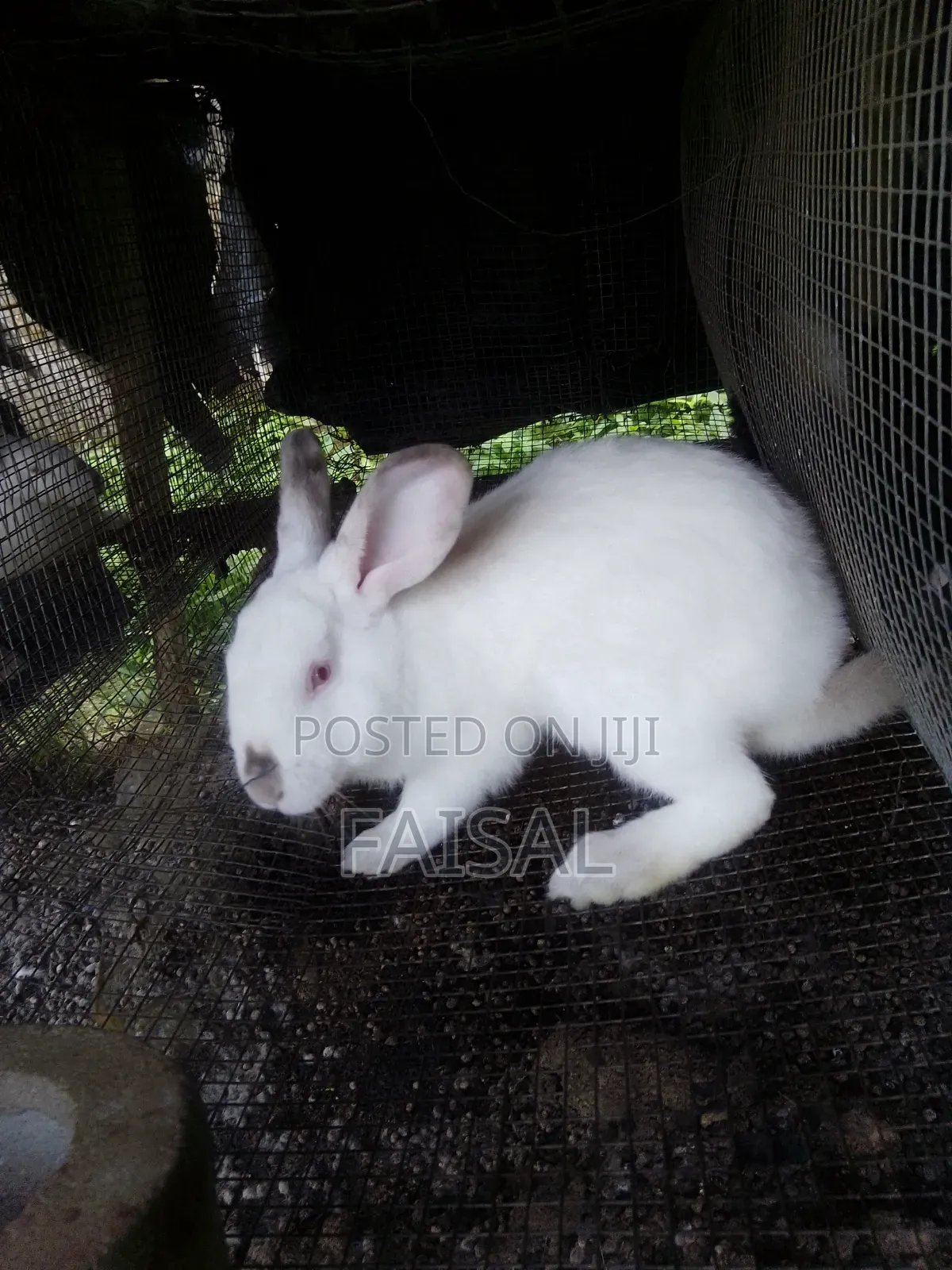 Breeding Rabbit