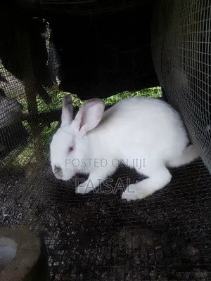 Breeding Rabbit