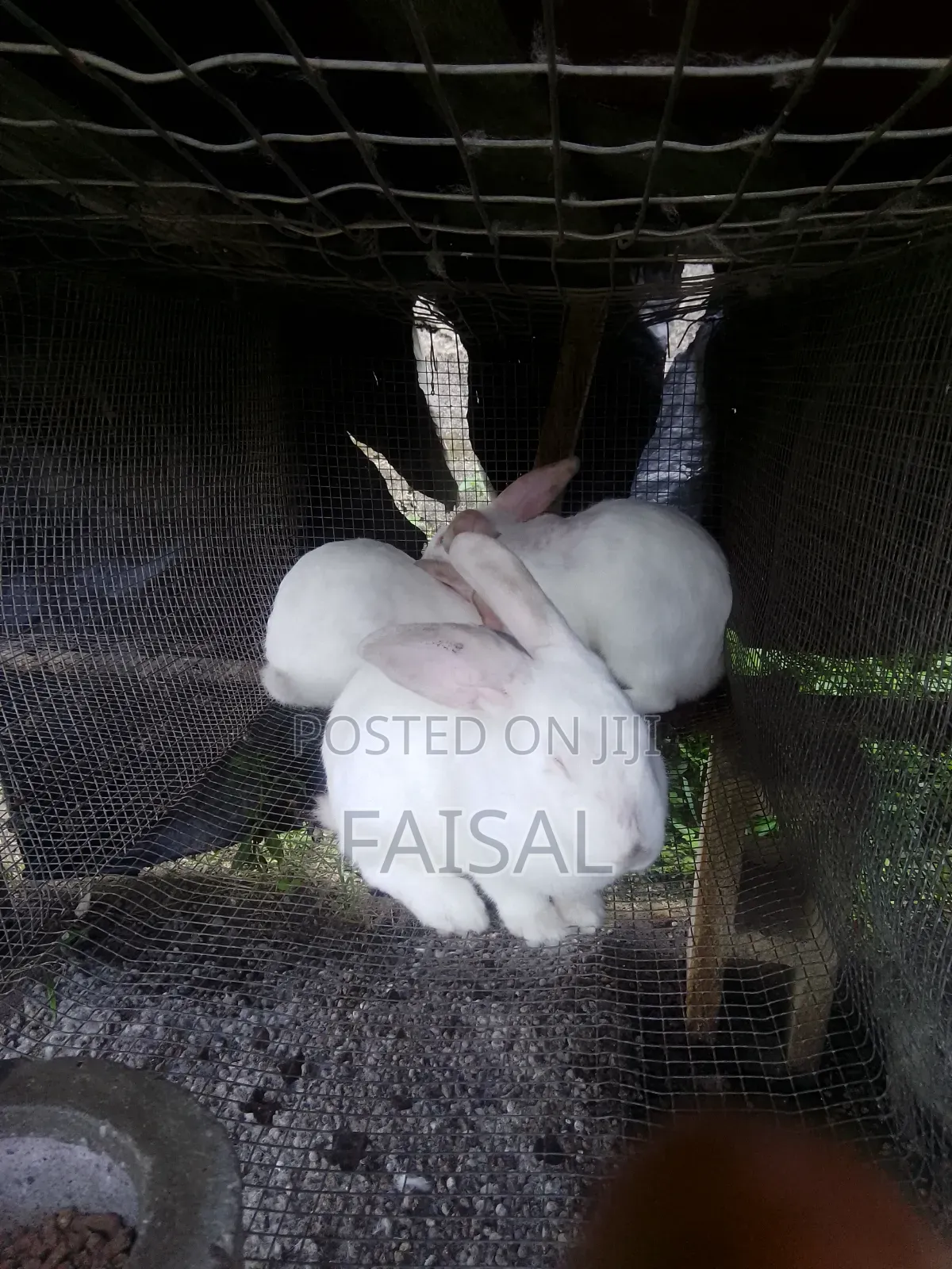 Breeding Rabbit