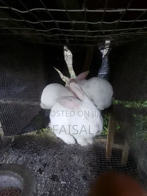 Breeding Rabbit
