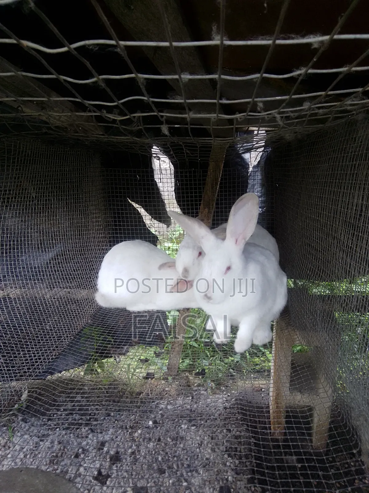 Breeding Rabbit