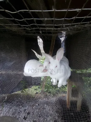 Breeding Rabbit