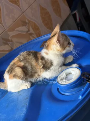 1-3 months Female Purebred Cat