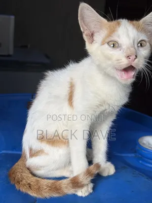 1-3 months Female Purebred Cat