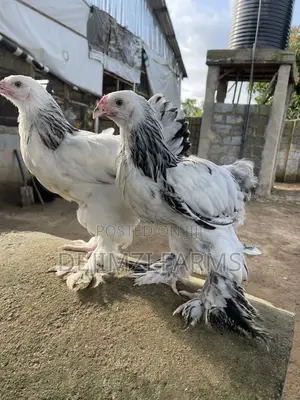 14 Weeks Light White Purebred Brahma