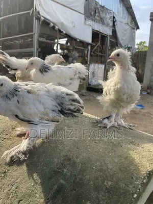 10 Weeks Light Brahma Combo(1 Male, 3 Hen)