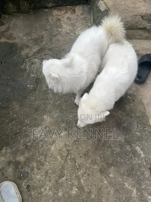 1+ year Male Purebred American Eskimo