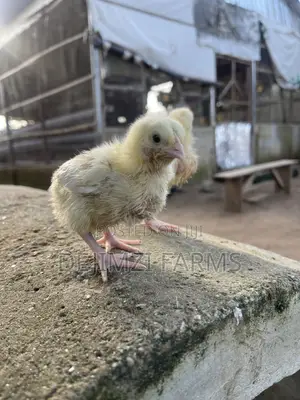 1 Week Agrited Broiler