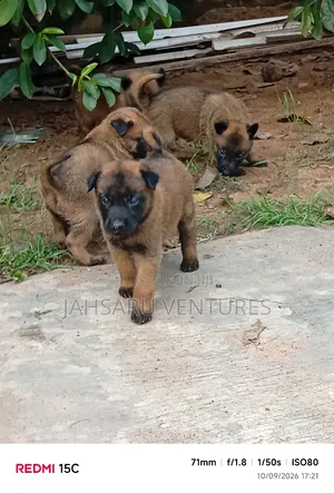 0-1 month Female Purebred Belgian Malinois