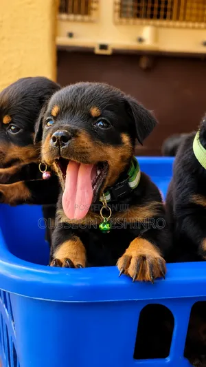 1-3 months Male Purebred Rottweiler