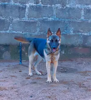 1+ year Female Purebred German Shepherd