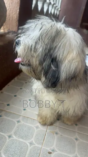 3-6 months Female Purebred Lhasa Apso