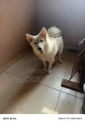 1+ year Male Purebred American Eskimo