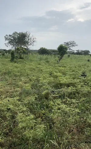 1 Acre of Land With Fence