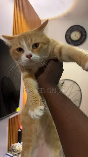 1+ year Male Purebred American Shorthair