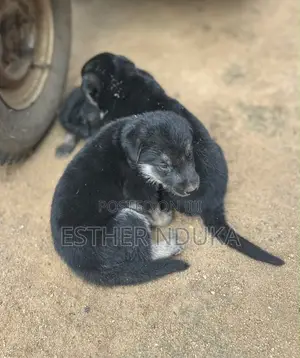 1-3 months Male Purebred German Shepherd