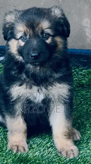1-3 months Male Purebred German Shepherd