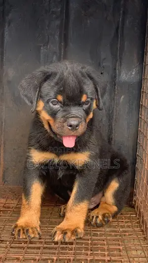 1-3 months Male Purebred Rottweiler