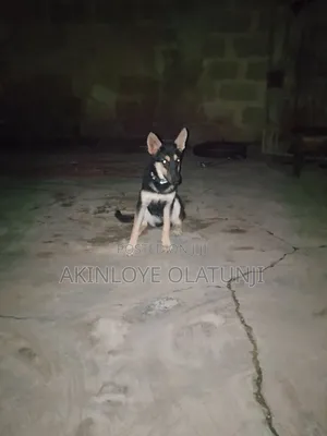6-12 months Female Purebred German Shepherd