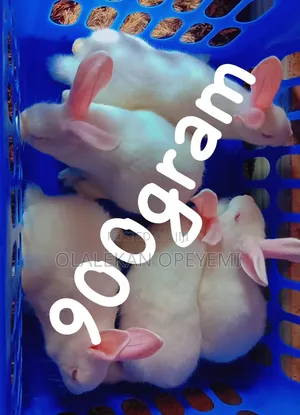 Weaners Rabbit 4000
