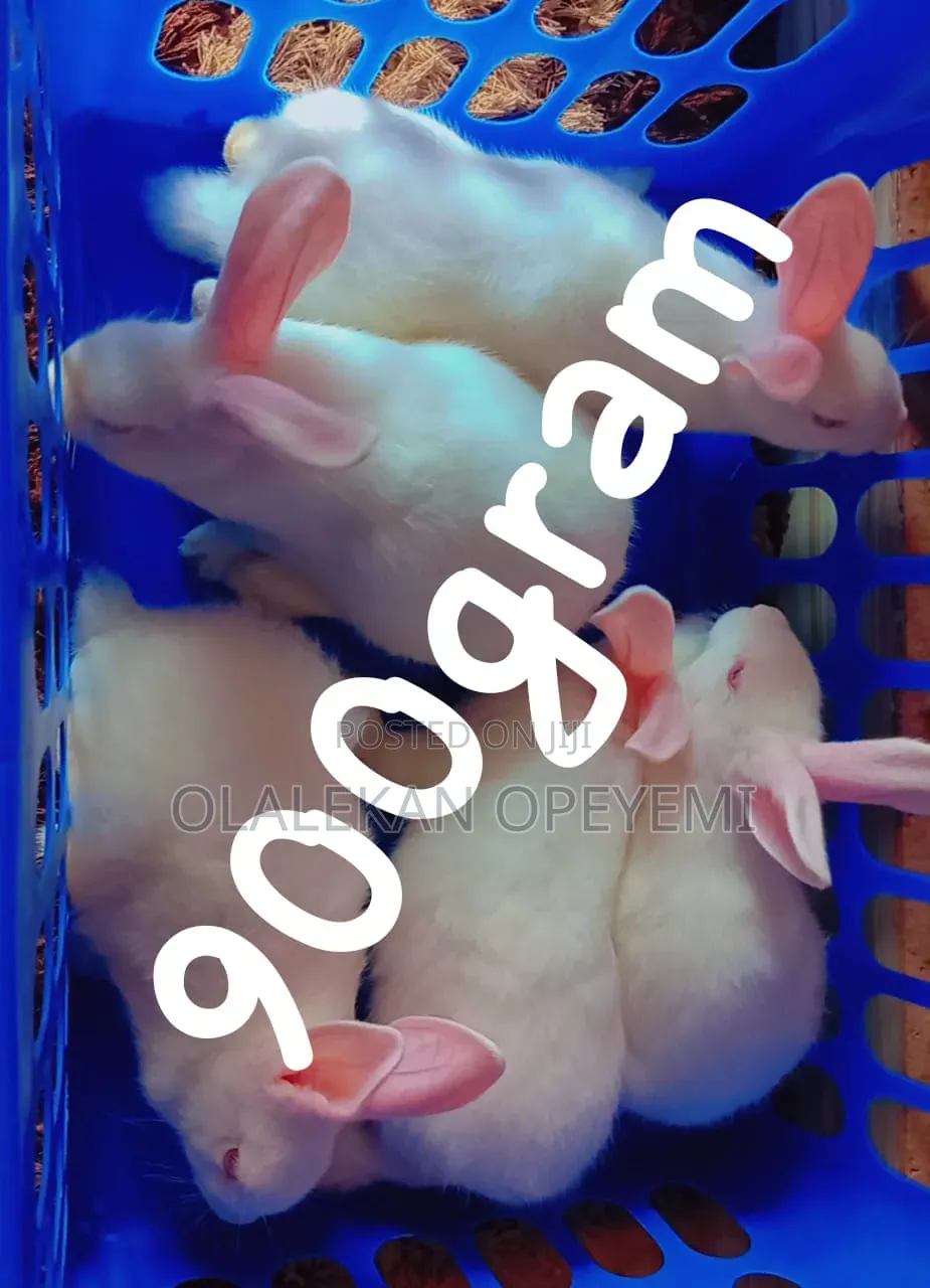 Weaners Rabbit 4000