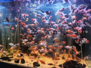 Aquarium Gold Fish