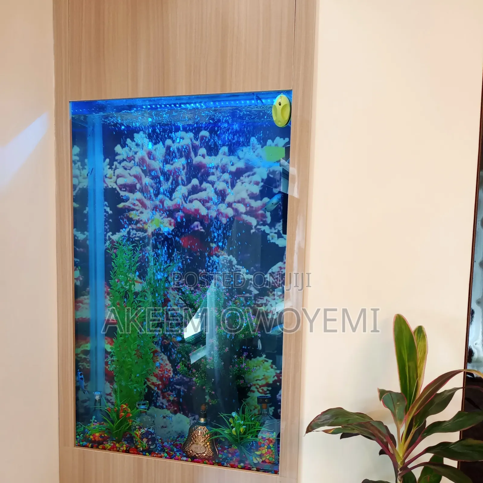 Aquarium Gold Fish